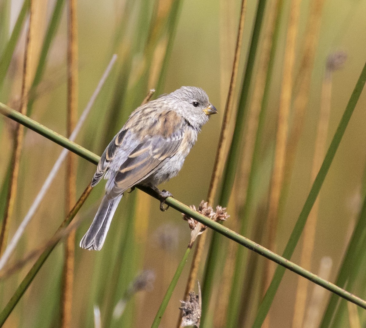 Band-tailed Seedeater - ML101552811