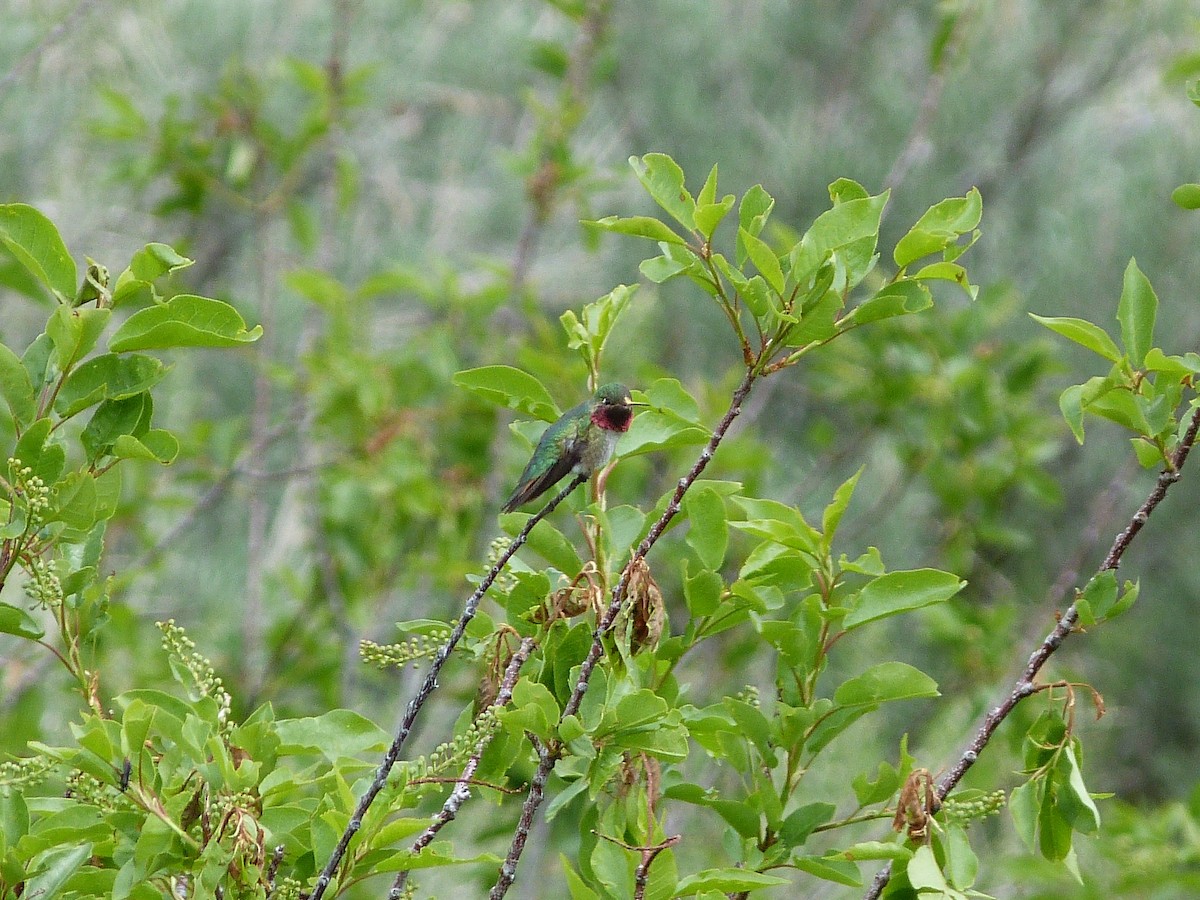 Broad-tailed Hummingbird - Kenneth Stinchcomb