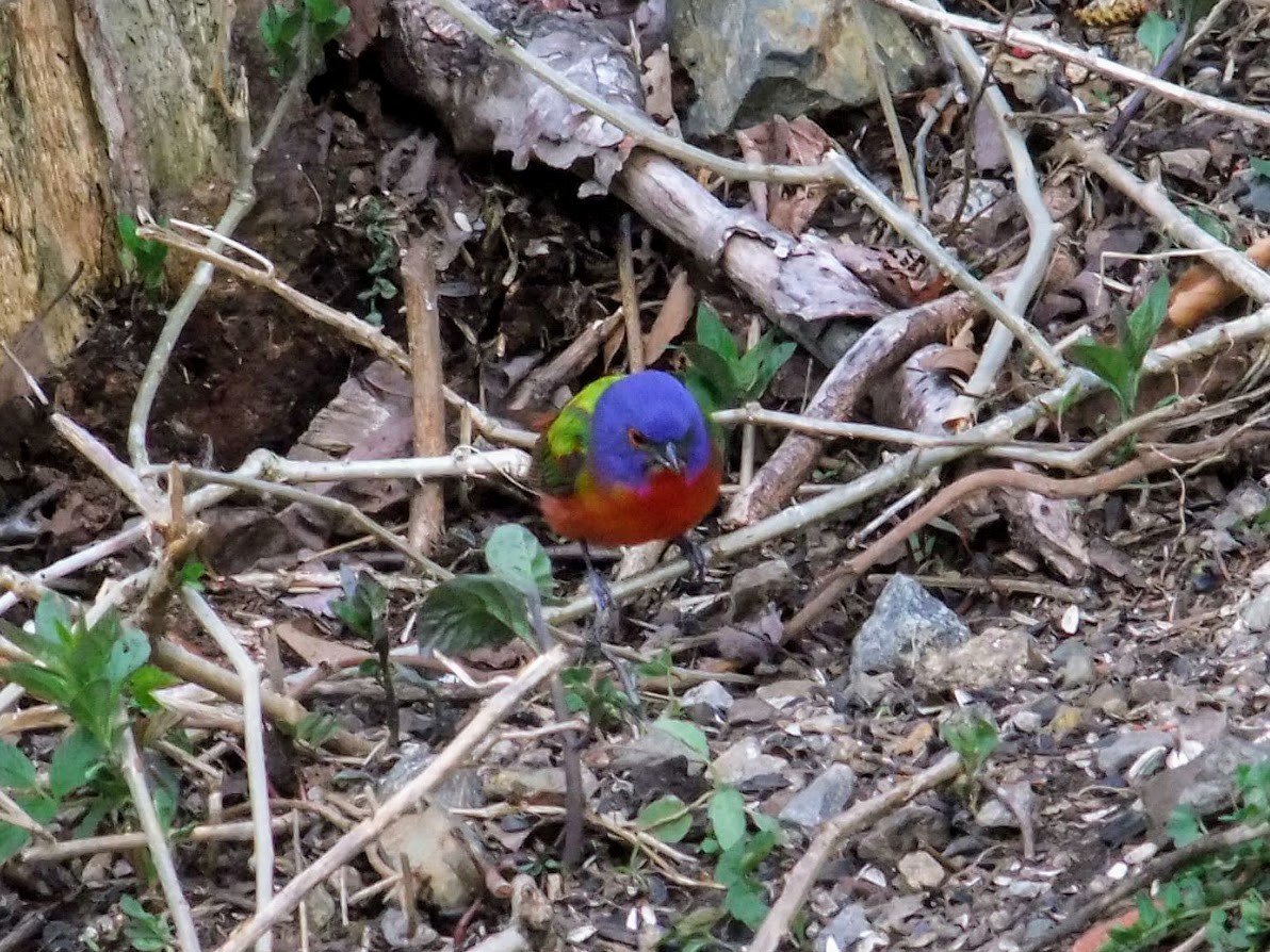 Painted Bunting - ML101555551
