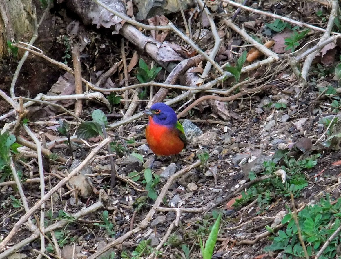 Painted Bunting - ML101555561