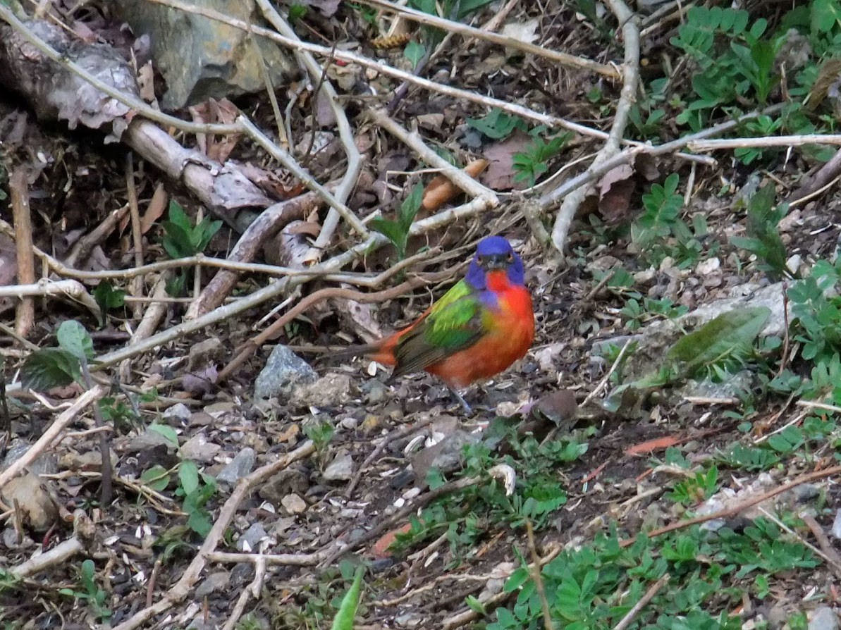 Painted Bunting - ML101555571