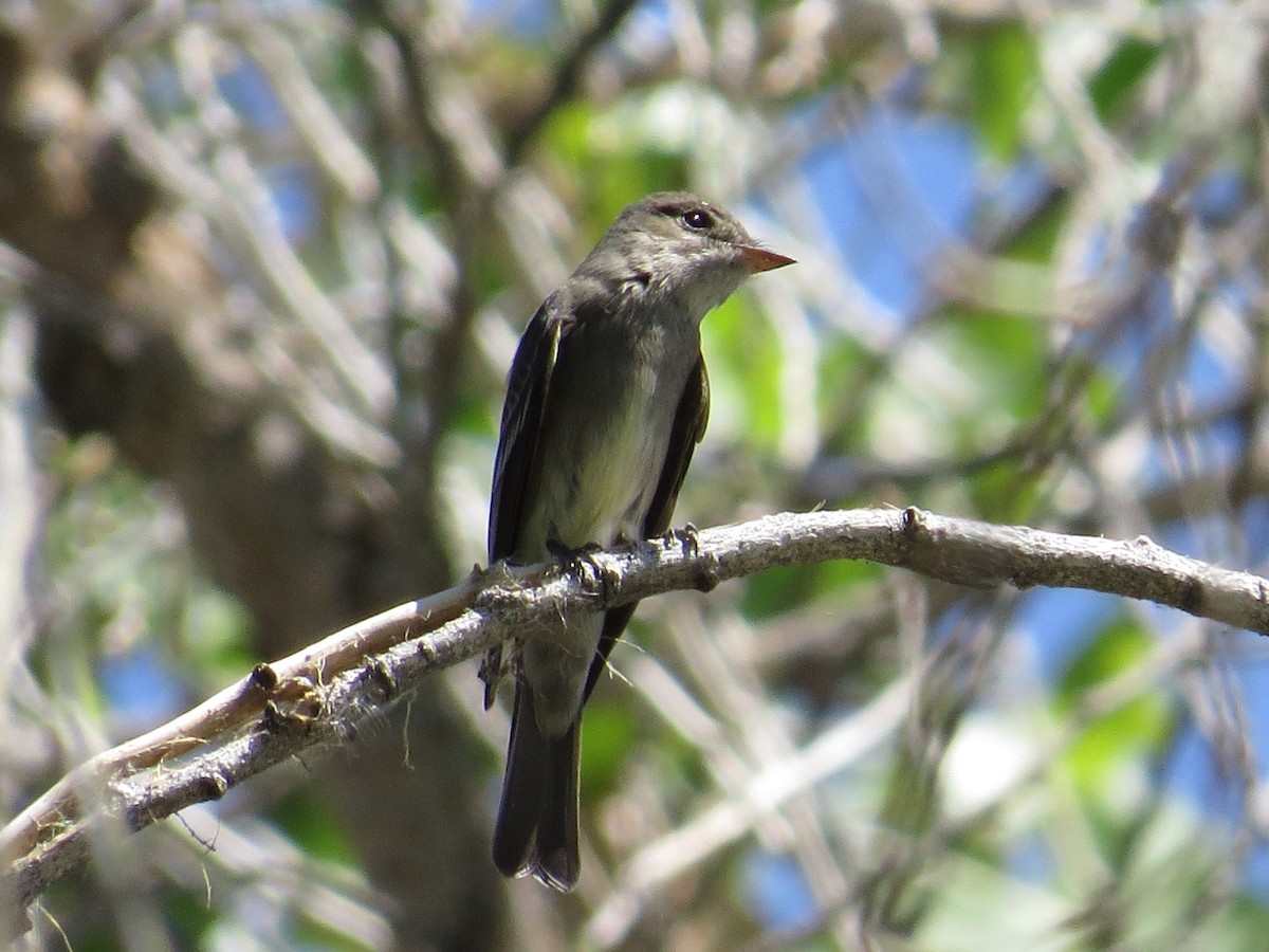 Western Wood-Pewee - Vincent Maglio