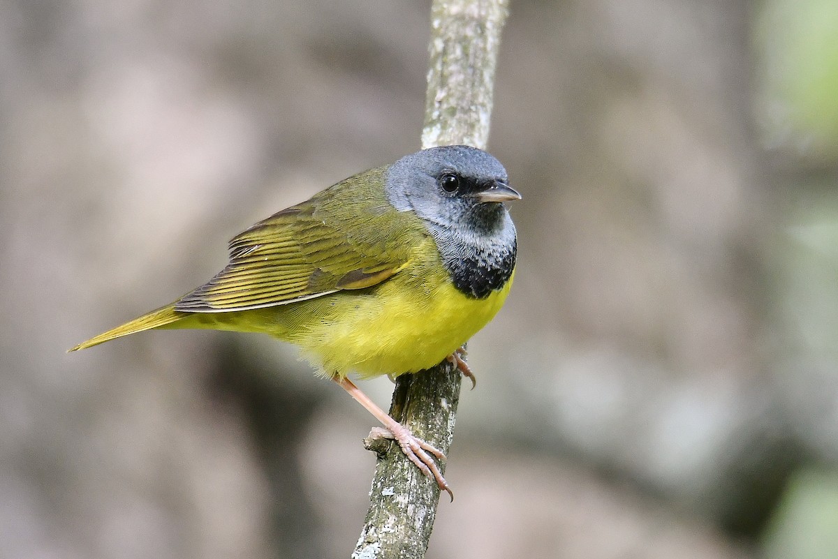 Mourning Warbler - André Lanouette