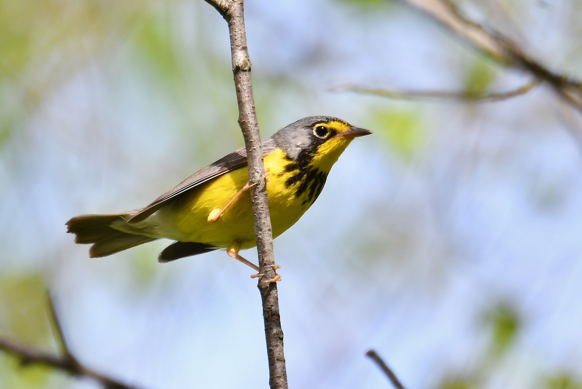 Canada Warbler - André Lanouette