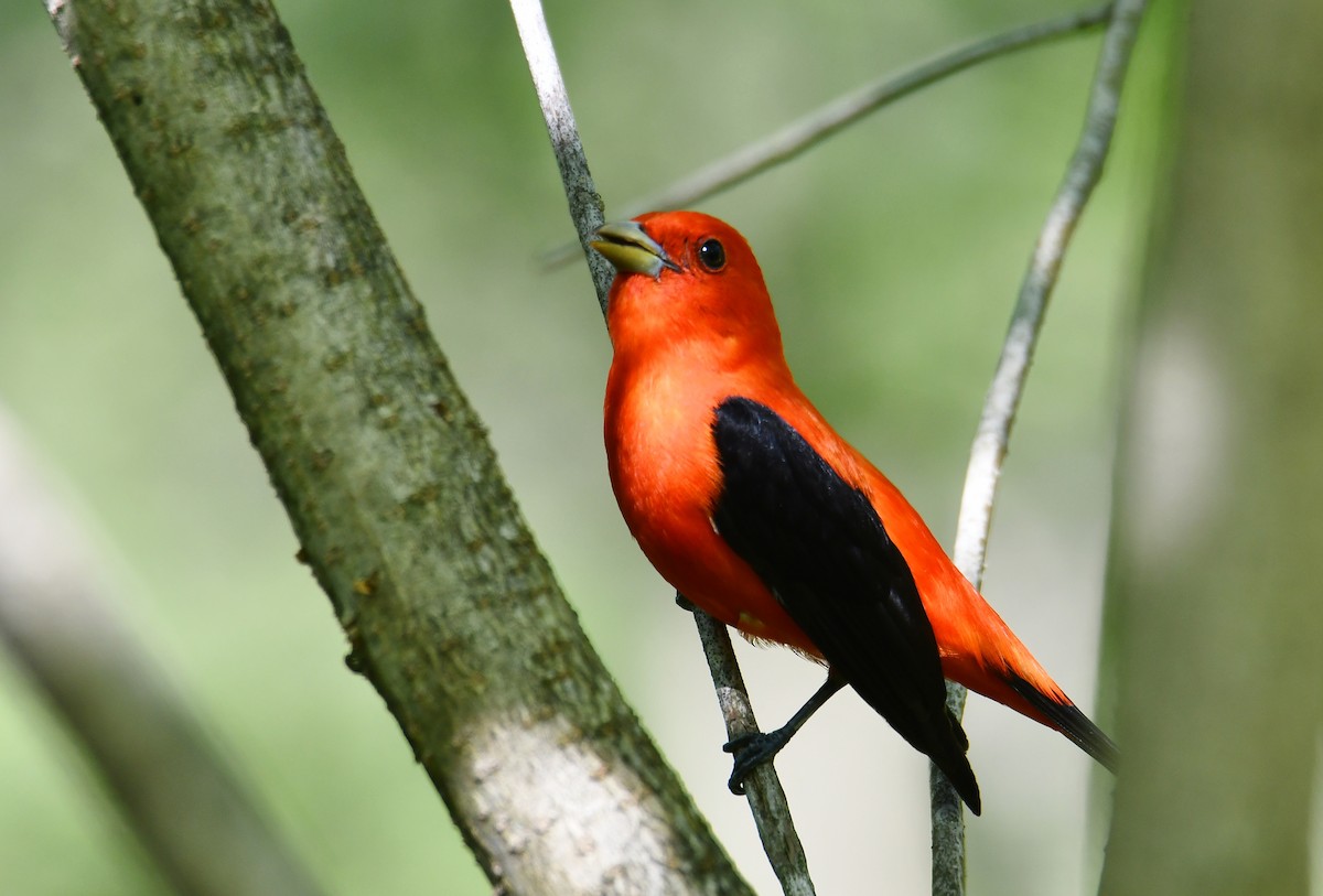 Scarlet Tanager - ML101562471