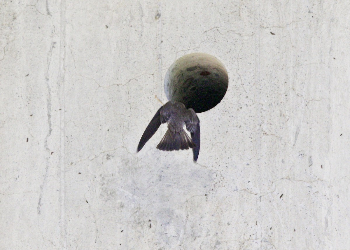 Northern Rough-winged Swallow - Dave Bengston