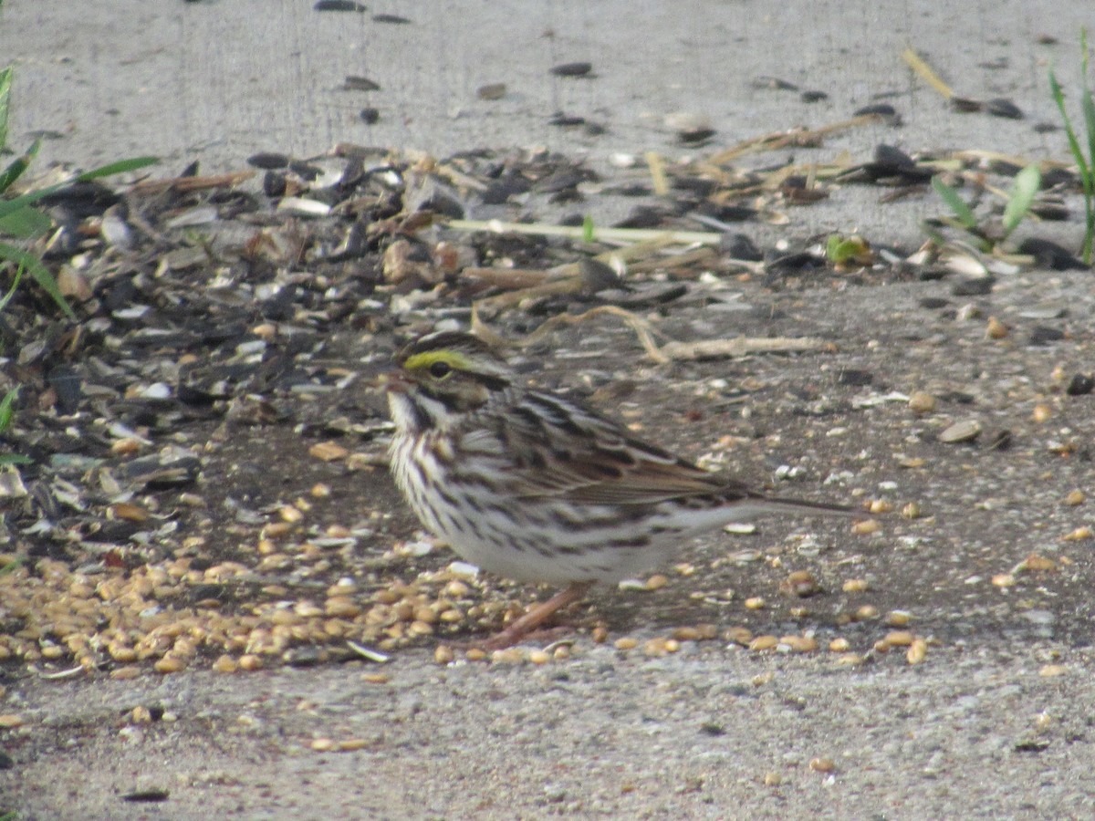 Savannah Sparrow - ML101564441