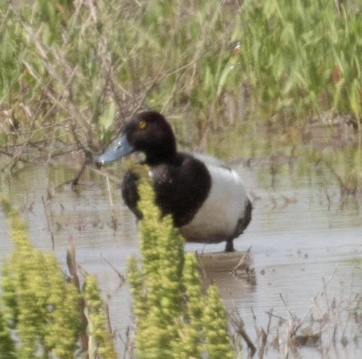 Greater Scaup - ML101567811