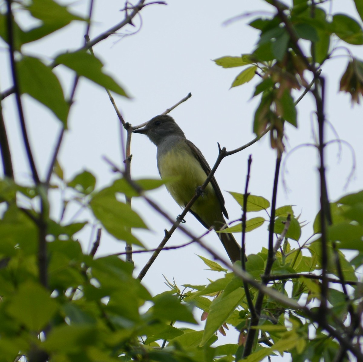 Great Crested Flycatcher - ML101571341