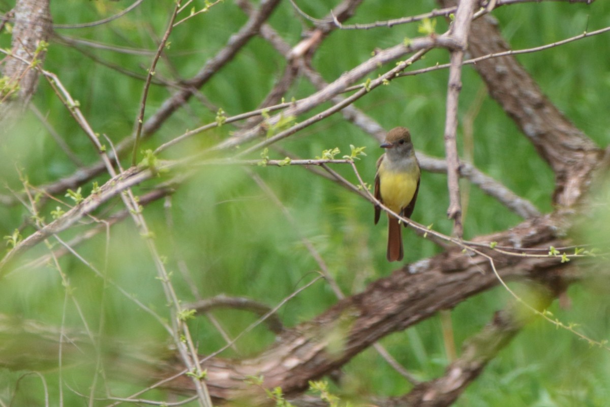 Great Crested Flycatcher - ML101572961
