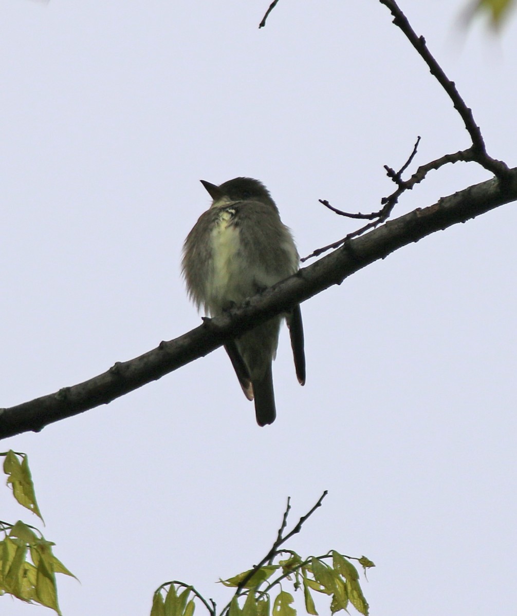 Olive-sided Flycatcher - Andrew S. Aldrich