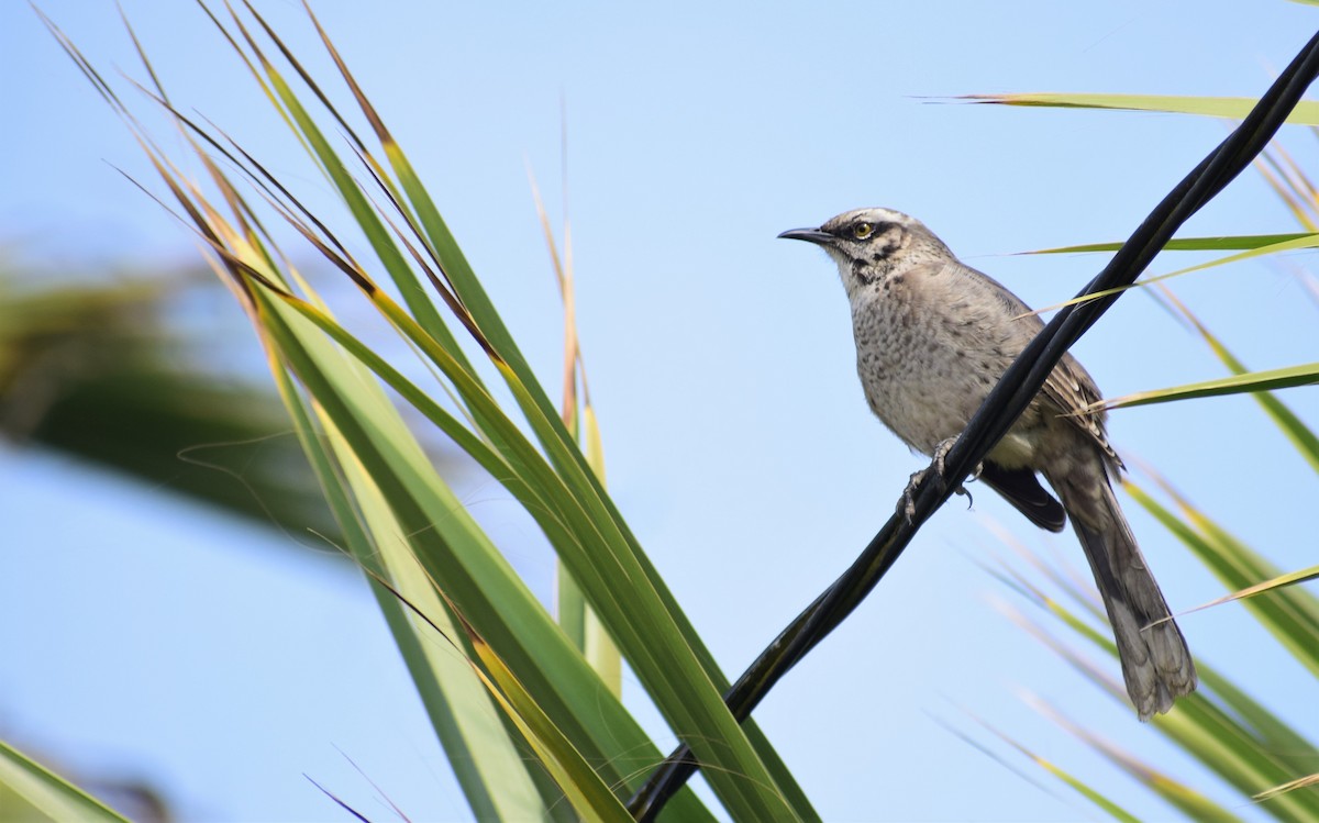 Long-tailed Mockingbird - Gustavo Cárdenas Huachaca