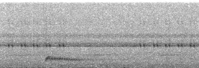 Augennachtschwalbe - ML101579