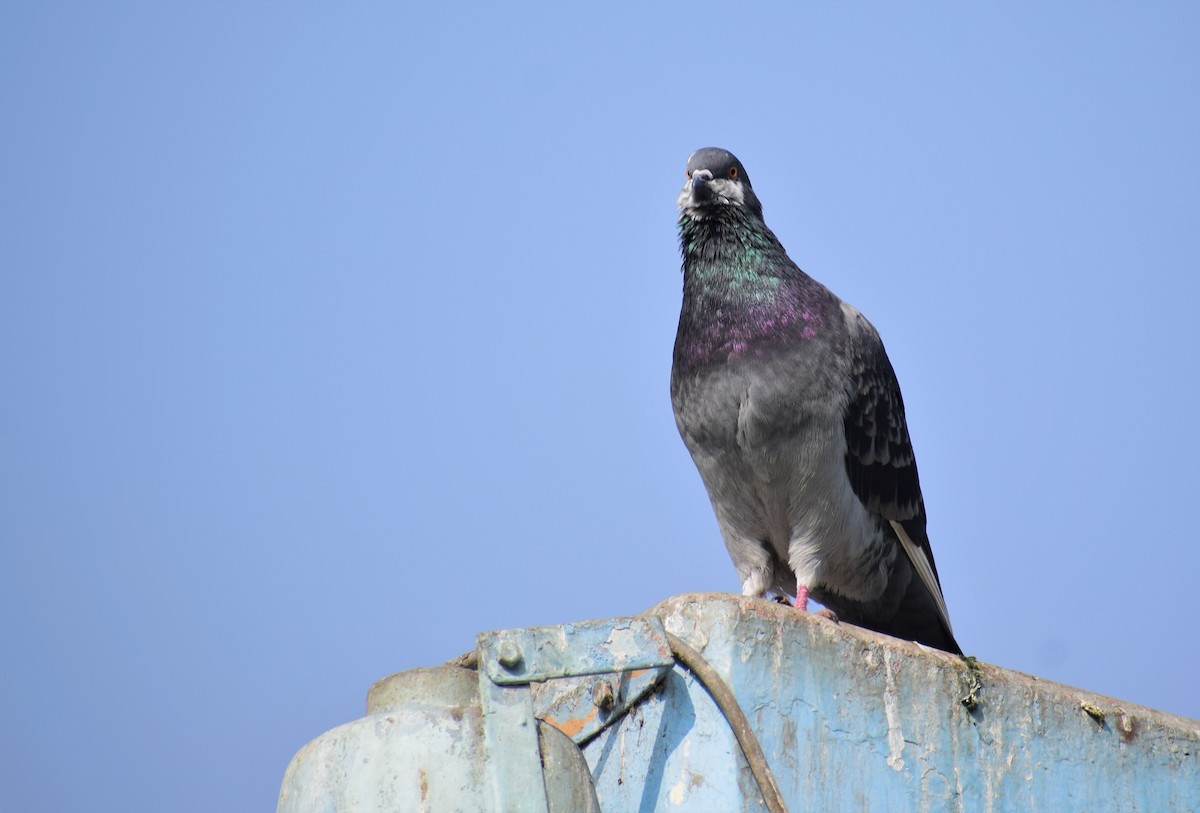 Rock Pigeon (Feral Pigeon) - ML101583101