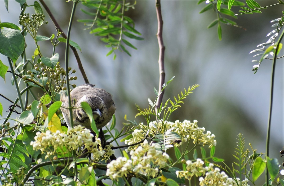 Long-tailed Mockingbird - ML101584261