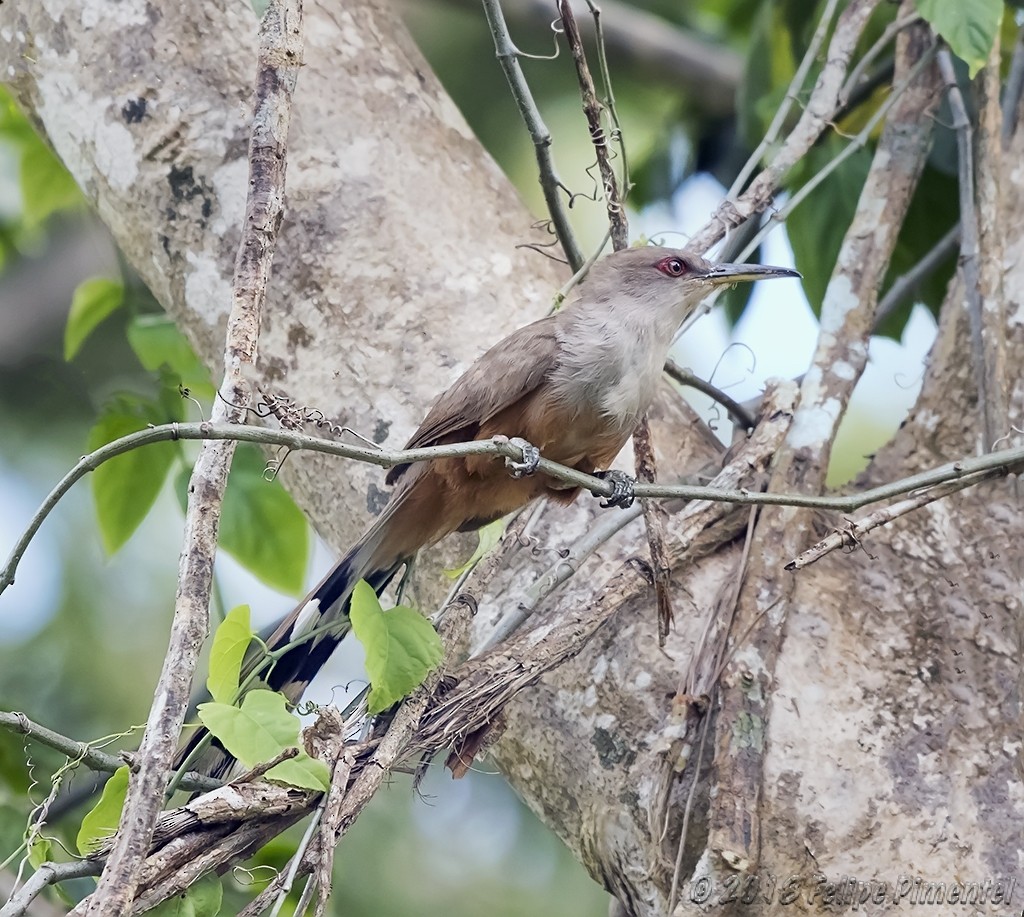 Puerto Rican Lizard-Cuckoo - ML101586091