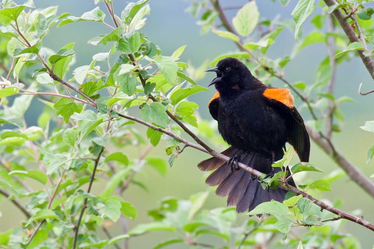 Red-winged Blackbird - Jerry McFetridge