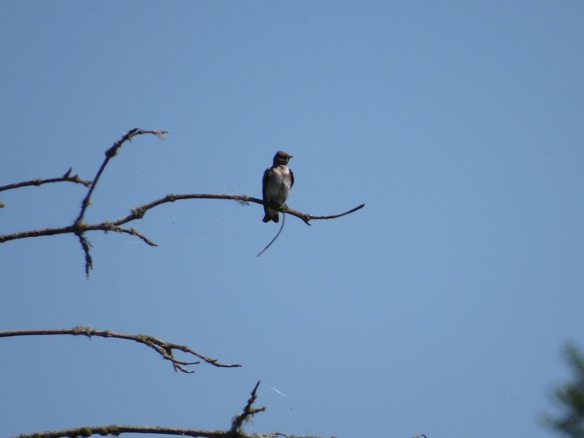 Northern Rough-winged Swallow - ML101593521