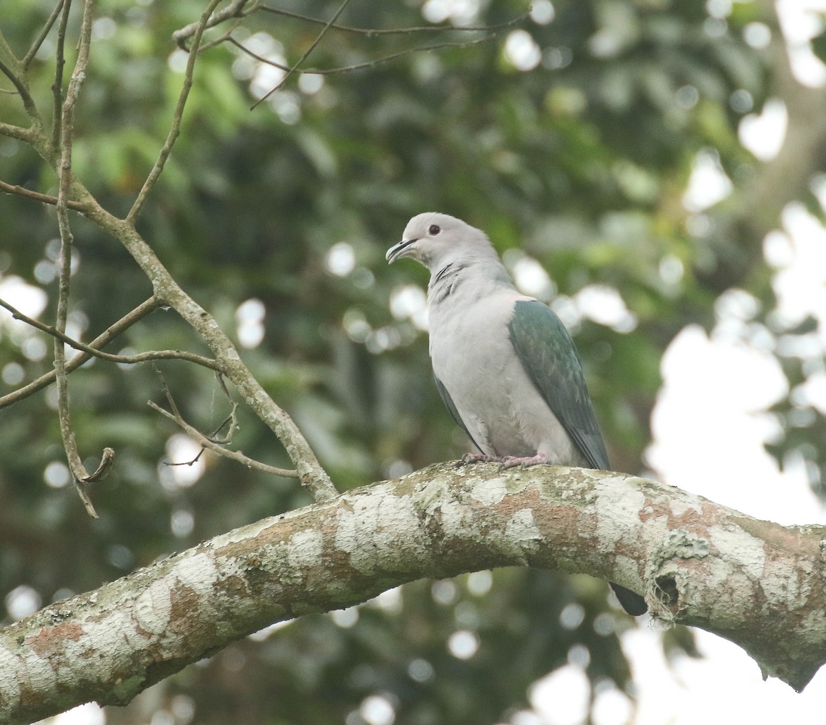 Green Imperial-Pigeon - ML101593871