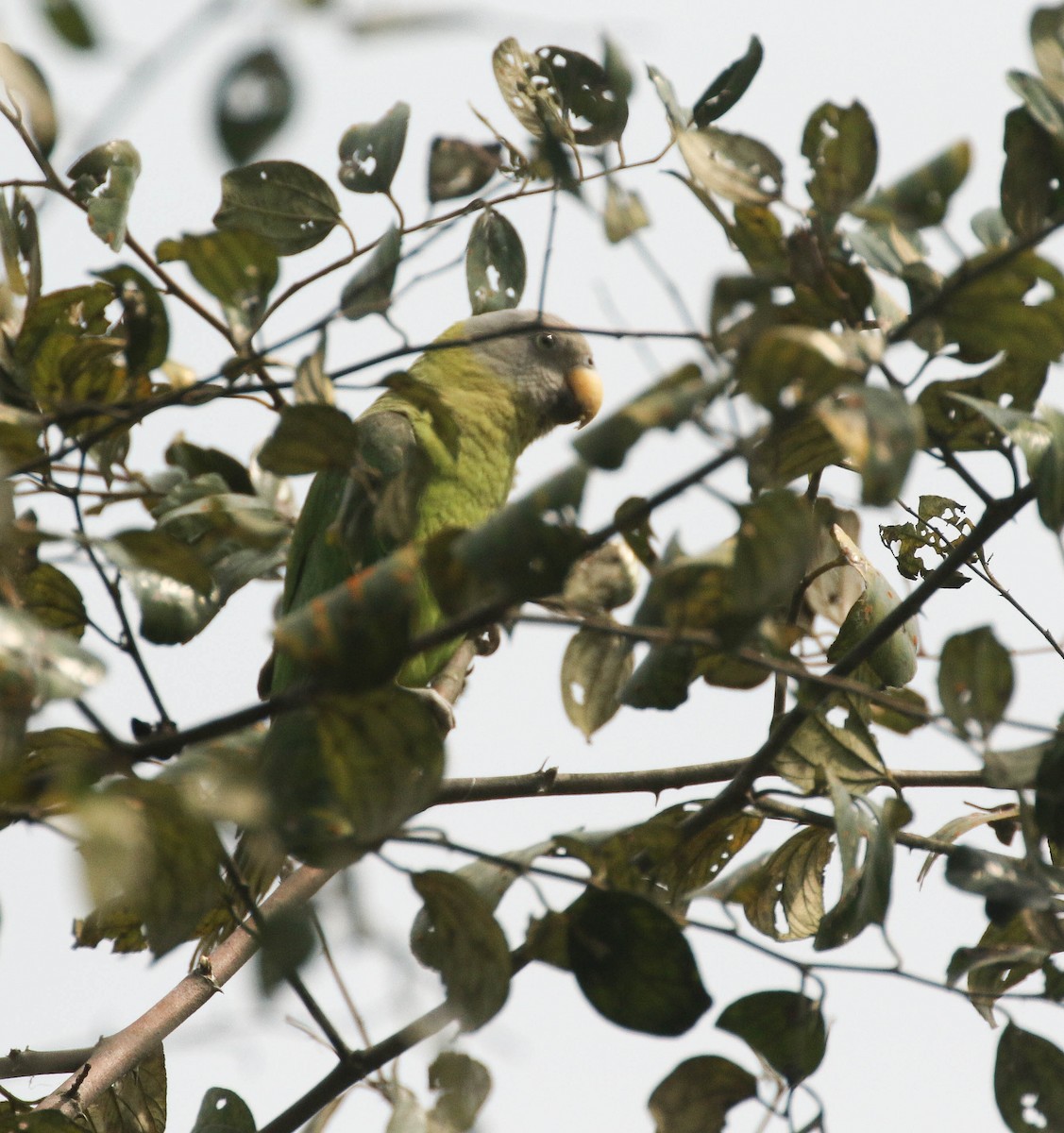 Blossom-headed Parakeet - ML101593951