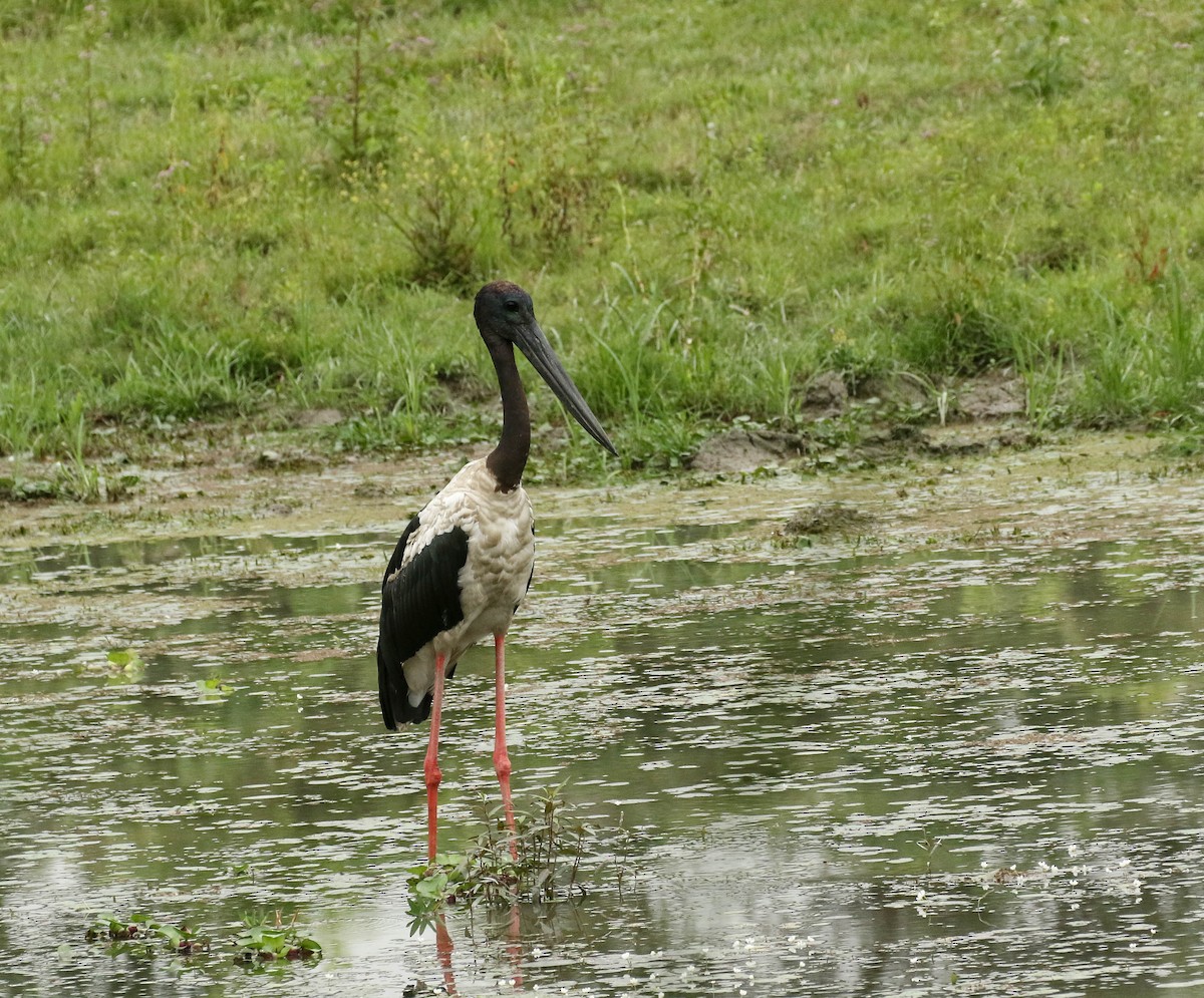 Black-necked Stork - ML101594391