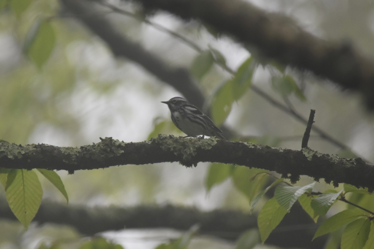 Black-and-white Warbler - John Patten Moss
