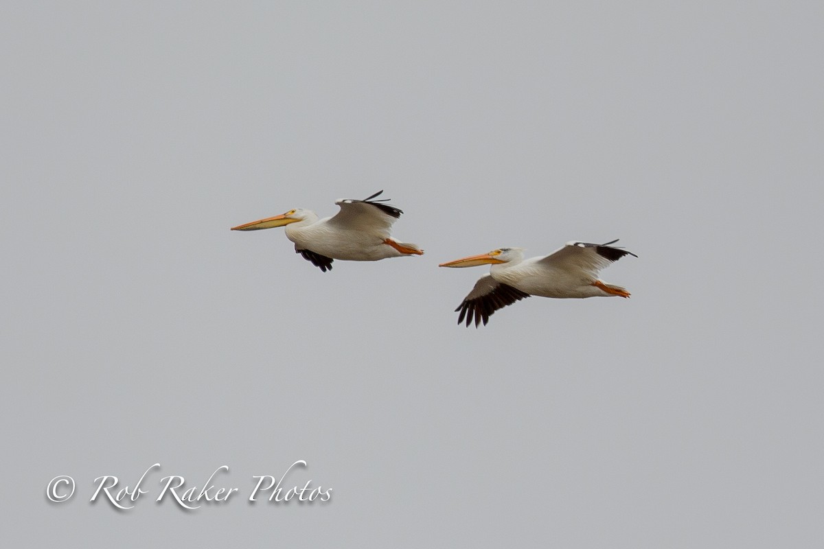 American White Pelican - Robert Raker