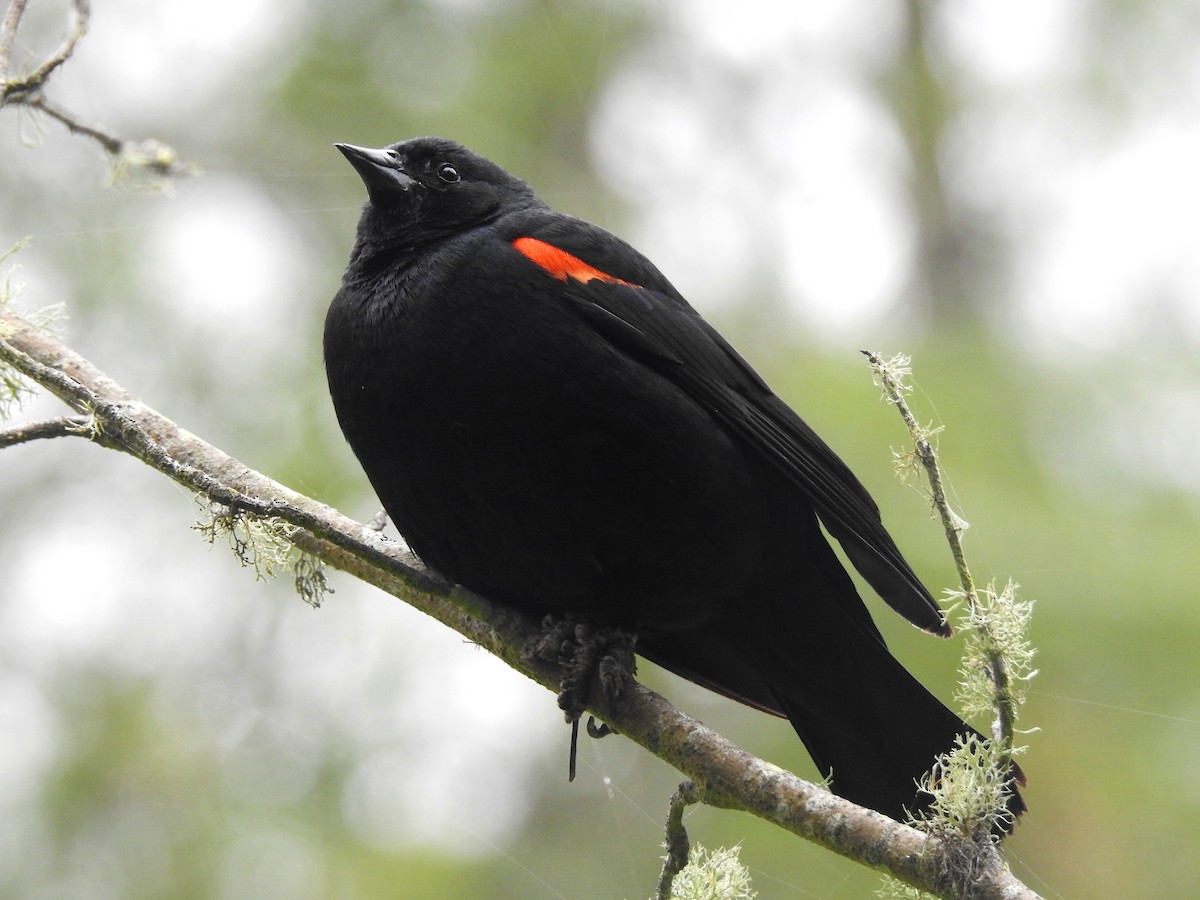 Red-winged Blackbird - Bill Blauvelt