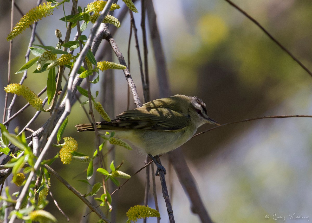 Red-eyed Vireo - Casey Weissburg