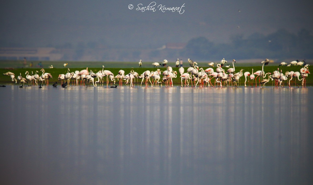 Greater Flamingo - Sachin Kumavat