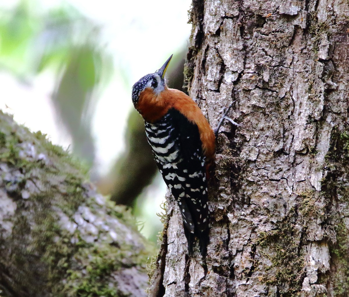 Rufous-bellied Woodpecker - Anonymous