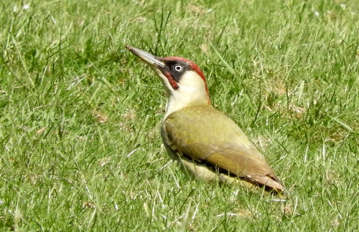 Eurasian Green Woodpecker - Aarre Ertolahti