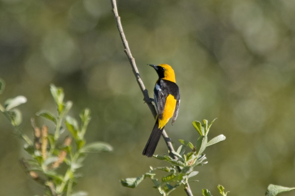 Hooded Oriole - SS So