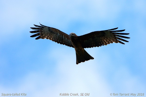Square-tailed Kite - Tom Tarrant