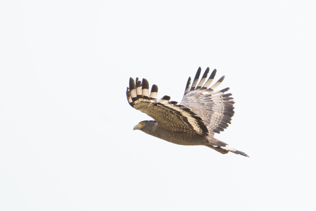 Crested Serpent-Eagle - ML101610721