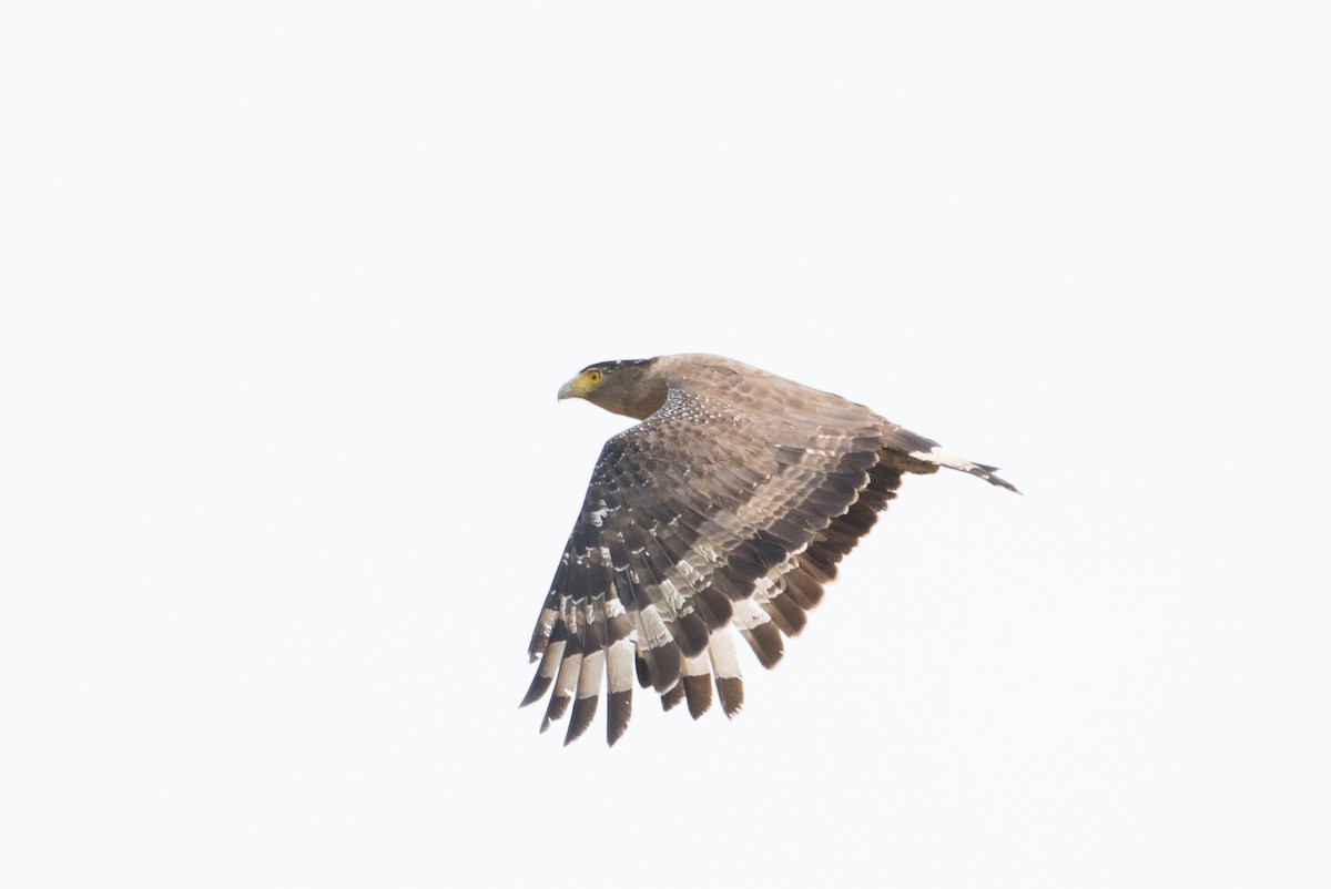 Crested Serpent-Eagle - ML101610731