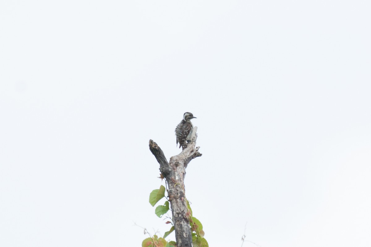 Gray-capped Pygmy Woodpecker - John C. Mittermeier
