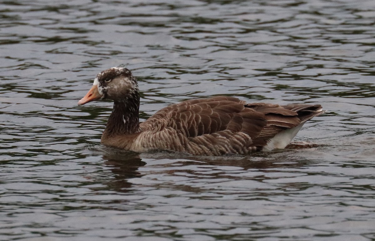 Domestic goose sp. x Canada Goose (hybrid) - Christine Mason