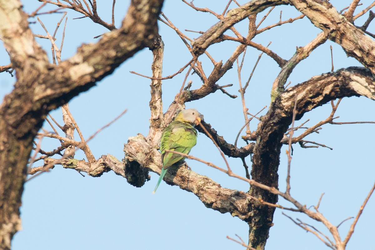 Blossom-headed Parakeet - John C. Mittermeier