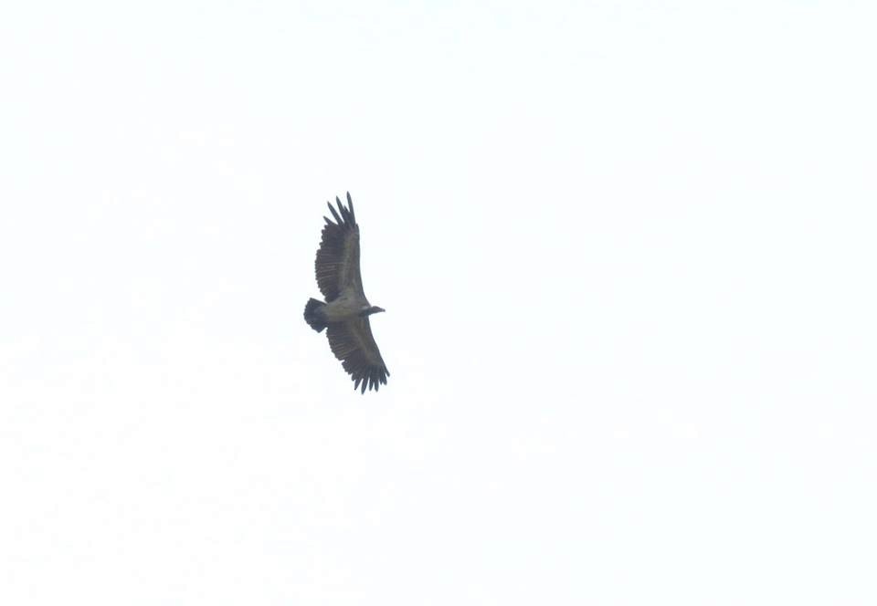 Indian Vulture - Deepa Mohan