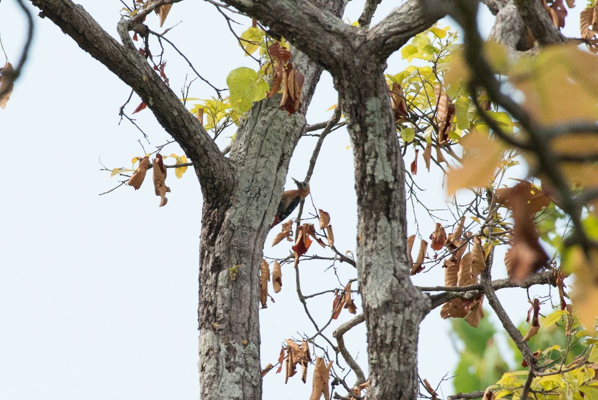 Rufous-bellied Woodpecker - John C. Mittermeier