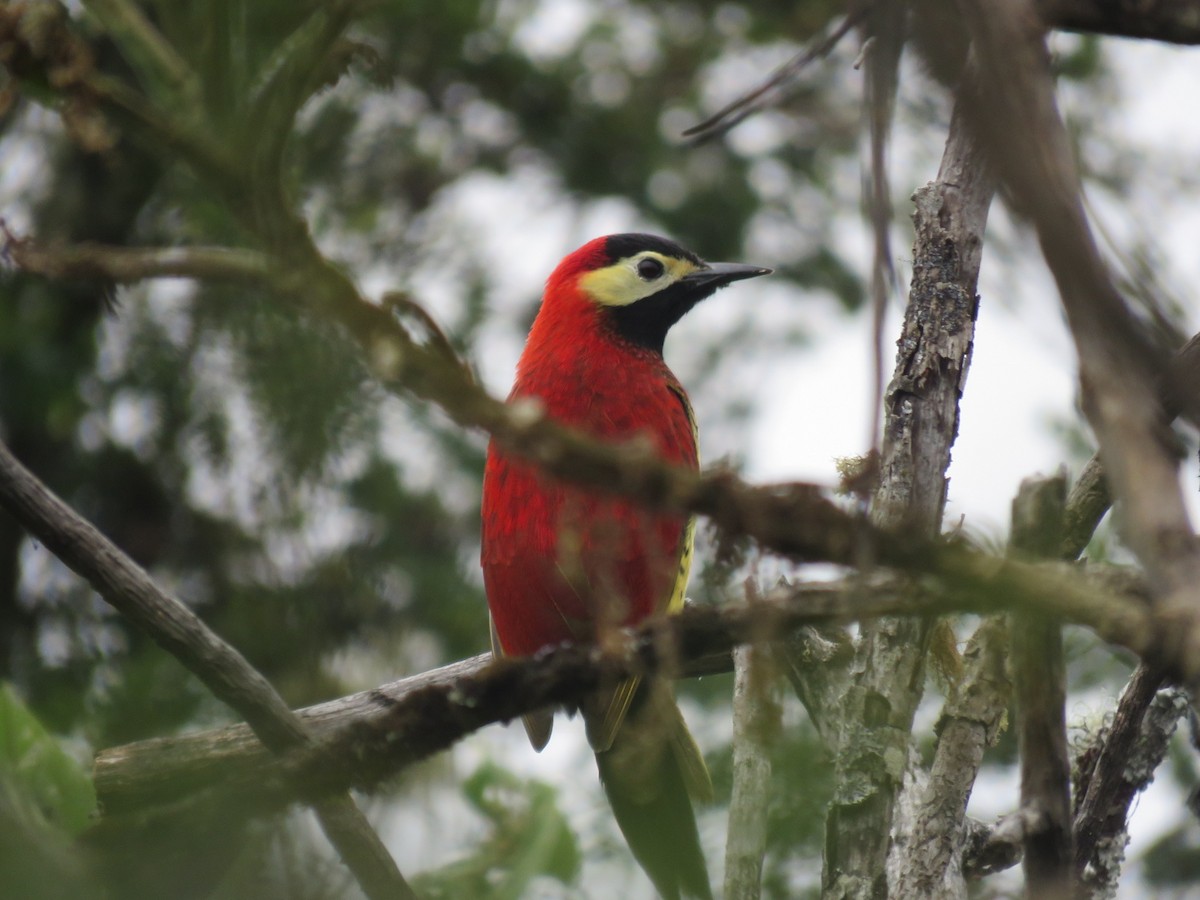 Crimson-mantled Woodpecker - Ian McMahon