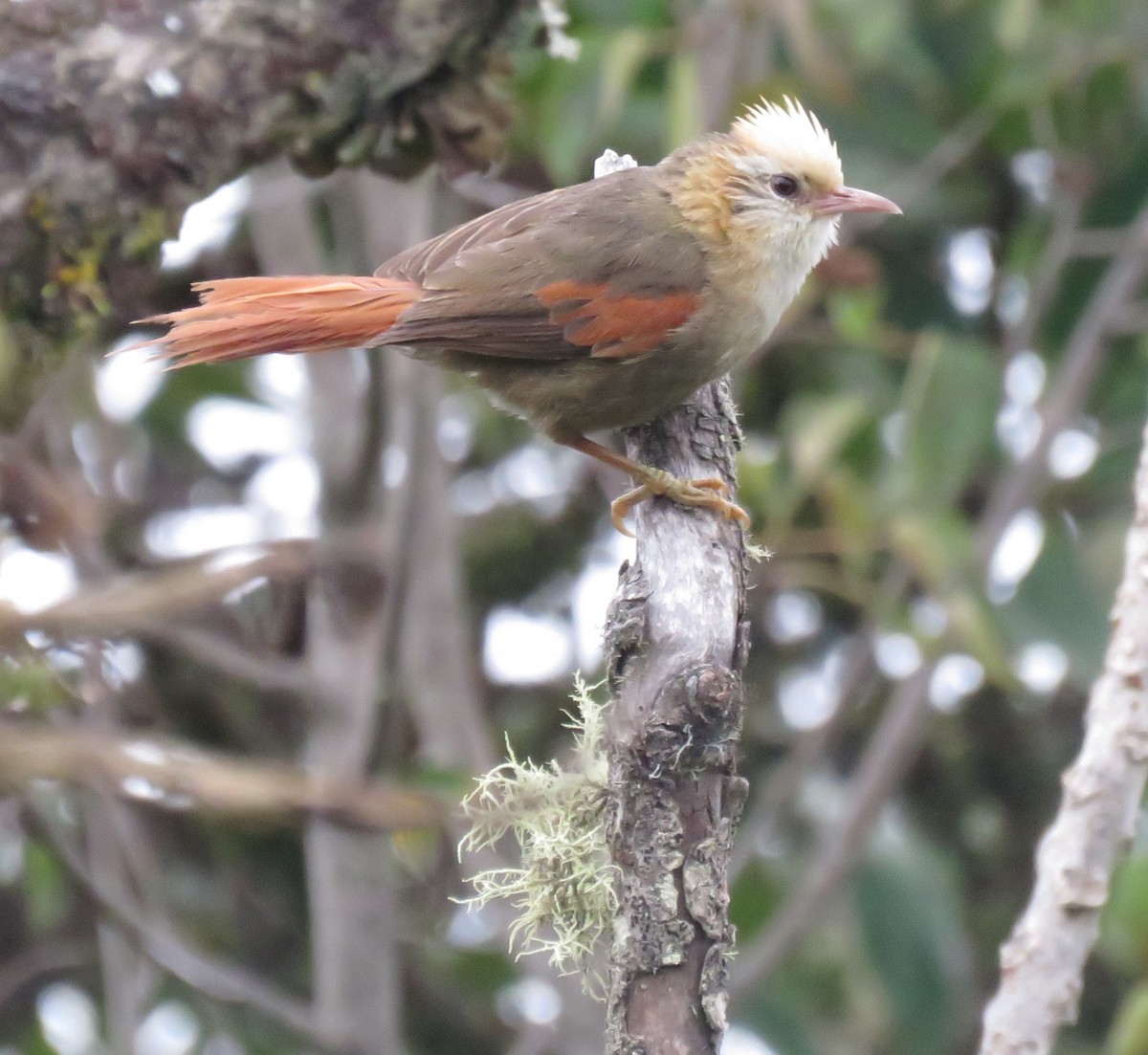 Creamy-crested Spinetail - ML101614411