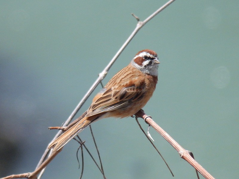 Meadow Bunting - Lancy Cheng