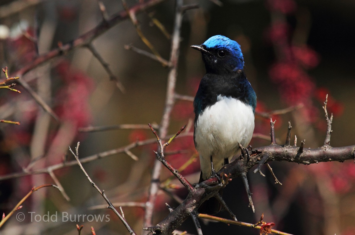 Blue-and-white Flycatcher - Todd Burrows