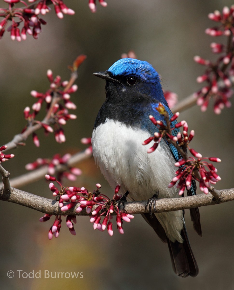 Blue-and-white Flycatcher - ML101615881