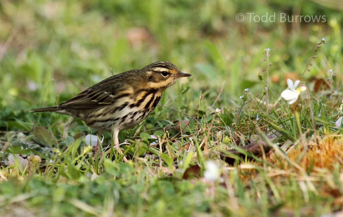 Olive-backed Pipit - ML101616401