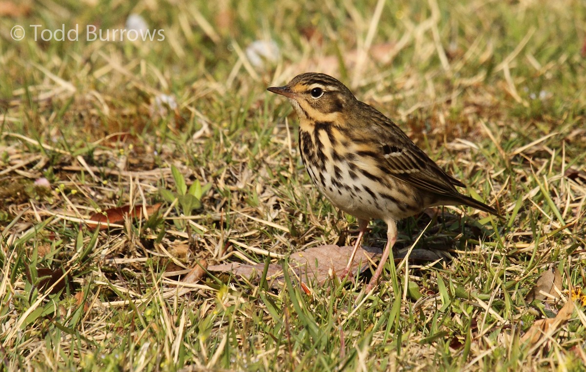 Olive-backed Pipit - ML101616411