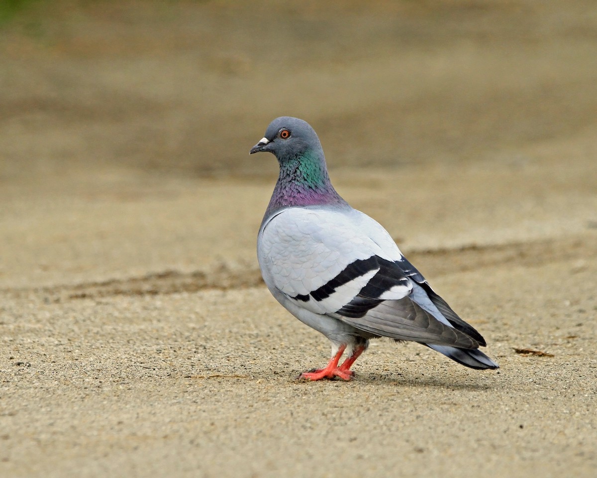 Rock Pigeon (Feral Pigeon) - Christine Sheridan