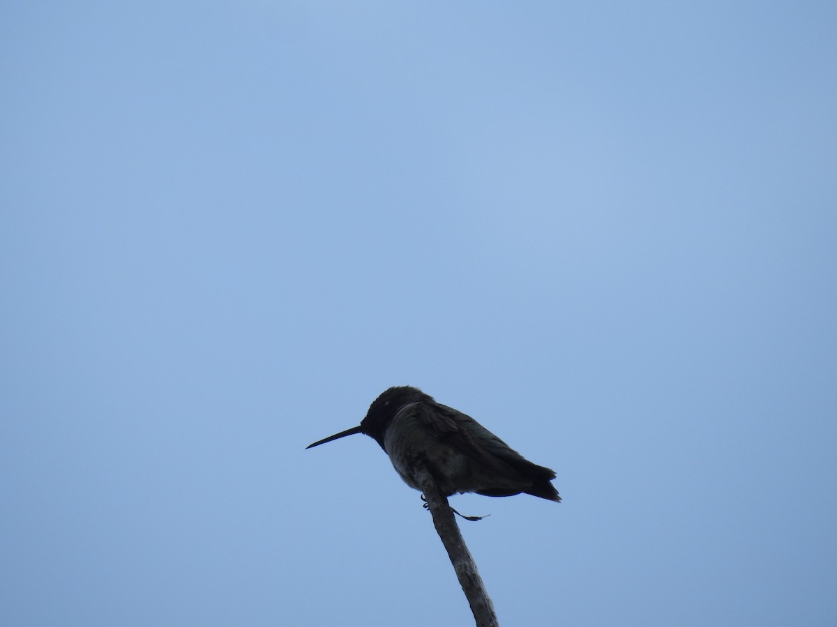 Black-chinned Hummingbird - Mike Rader
